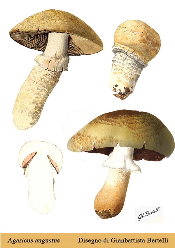 Agaricus Augustus 04