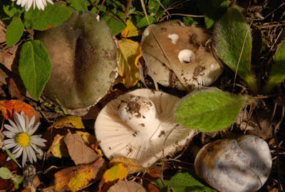 Russula monspelliensis
