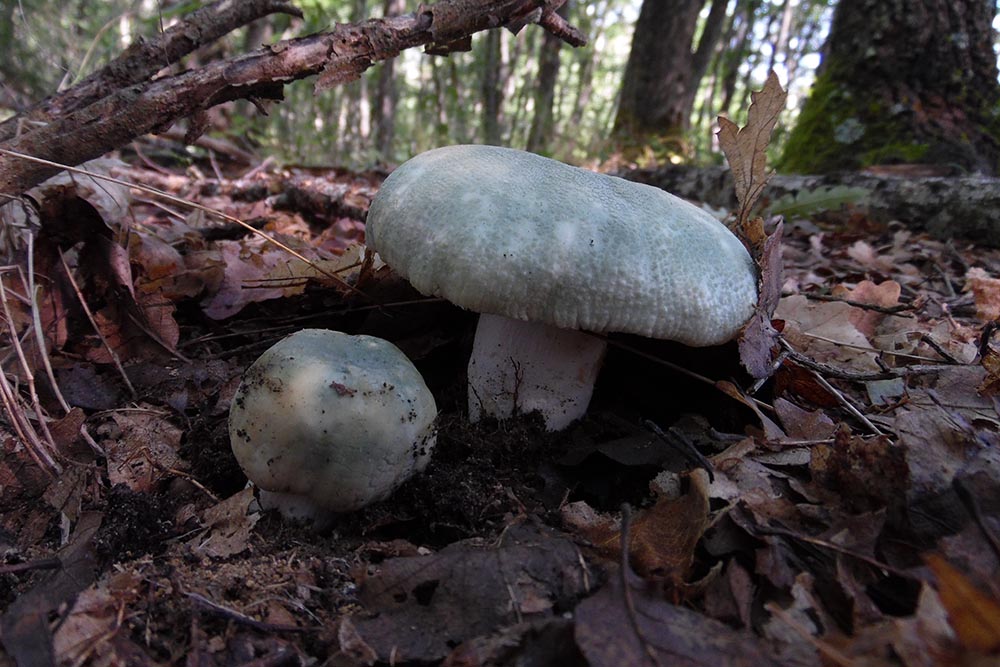Foto01 Russula virescens
