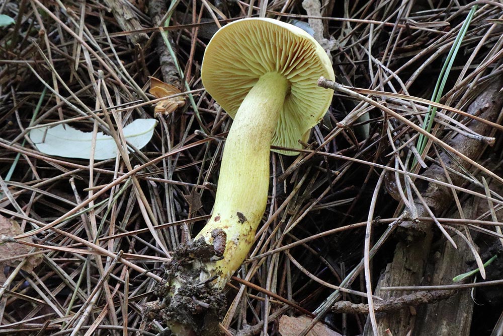 Foto02 Tricholoma sulphureum