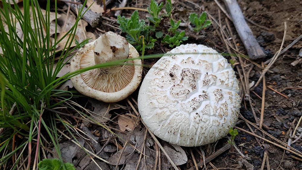 Foto03 Pleurotus nebrodenis