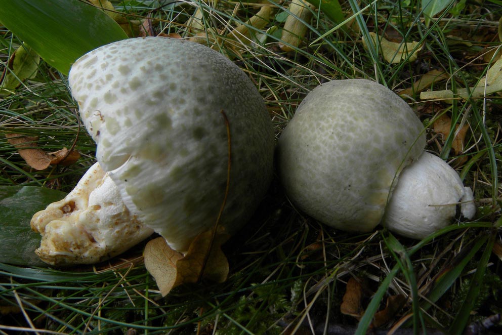 Foto03 Russula virescens