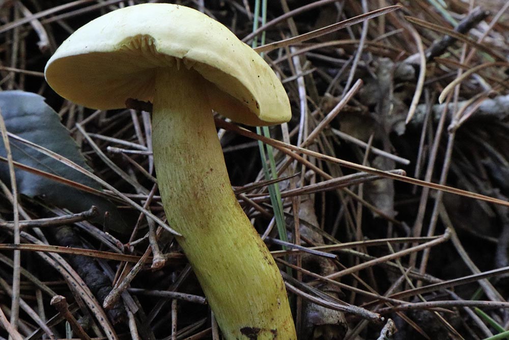 Foto03 Tricholoma sulphureum