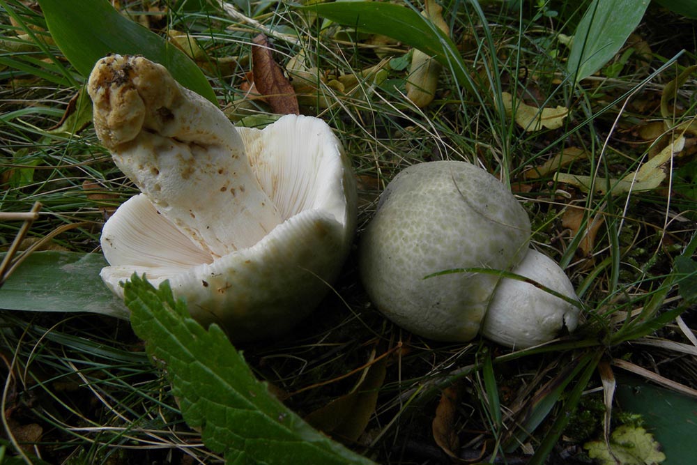 Foto04 Russula virescens