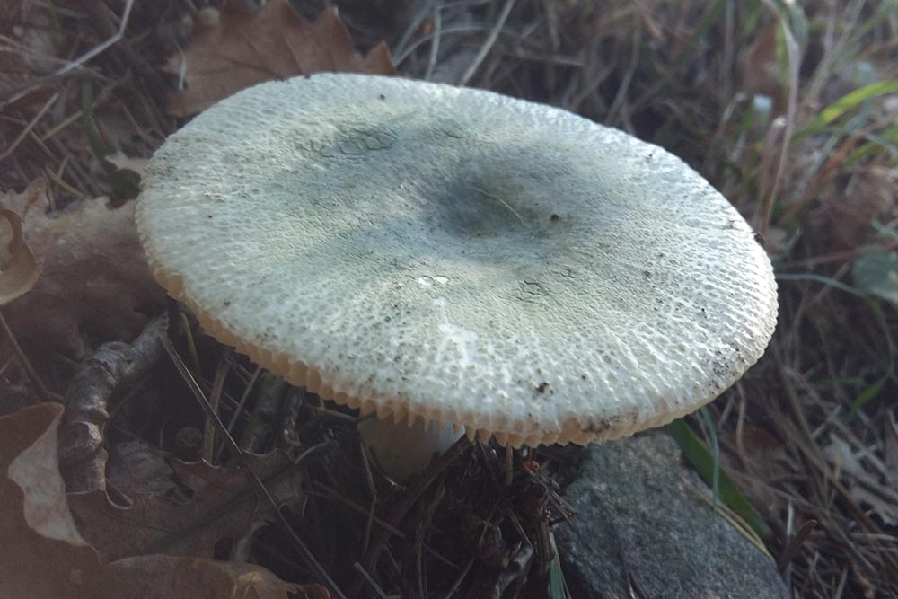 Foto05 Russula virescens