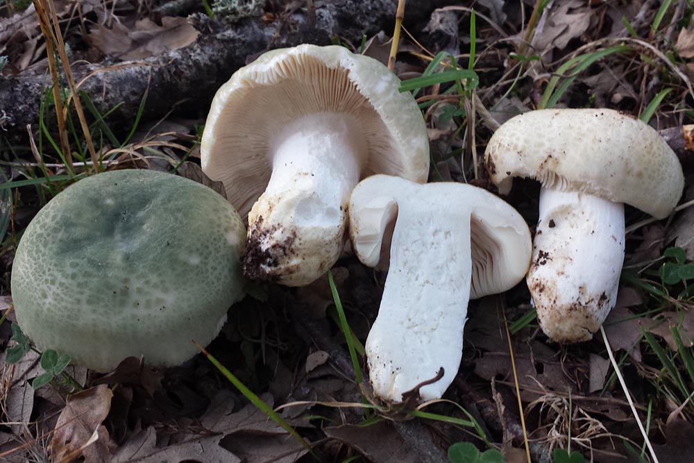 Foto06 Russula virescens