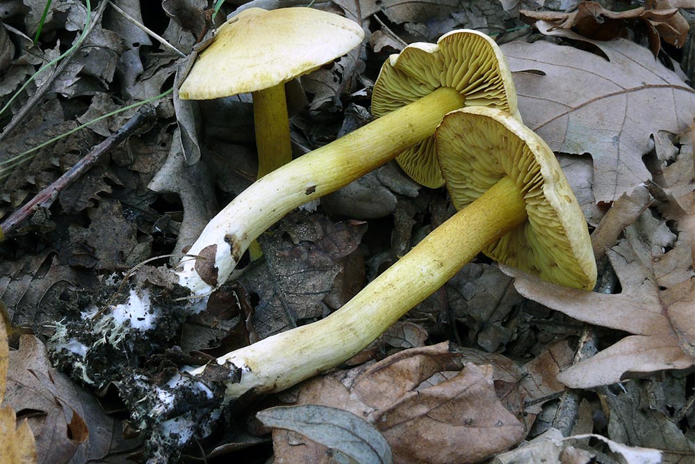 Foto06 Tricholoma sulphureum