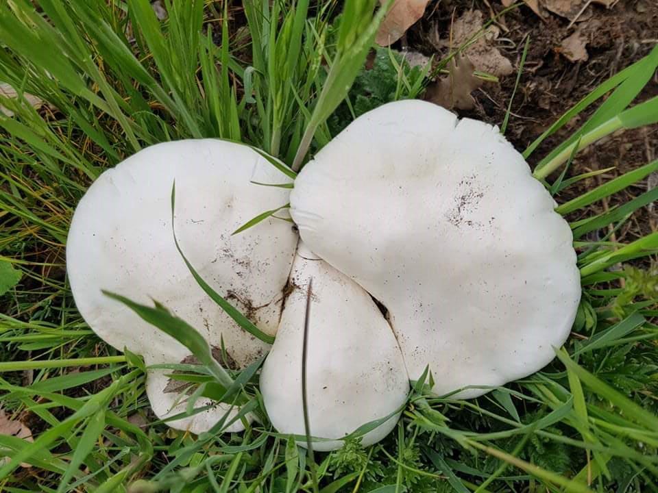 Foto08 Pleurotus nebrodensis