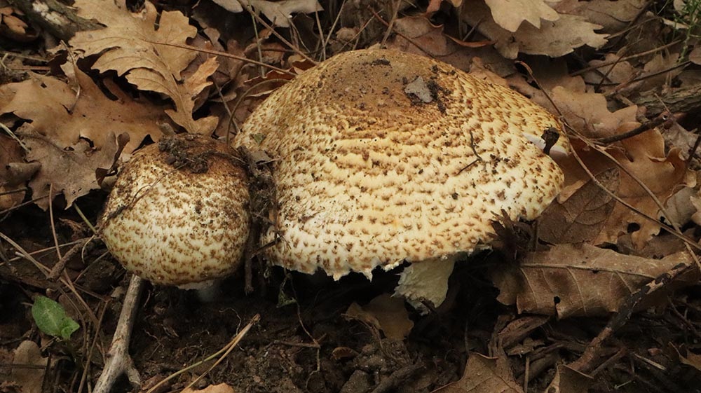 Foto 01 Agaricus augustus