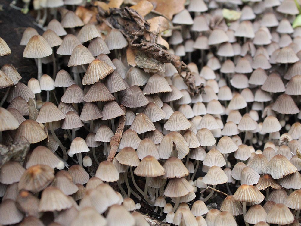 Foto 01 Coprinellus disseminatus