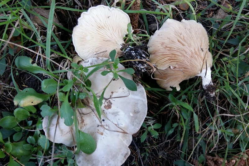 Foto 02 Clitopilus prunulus