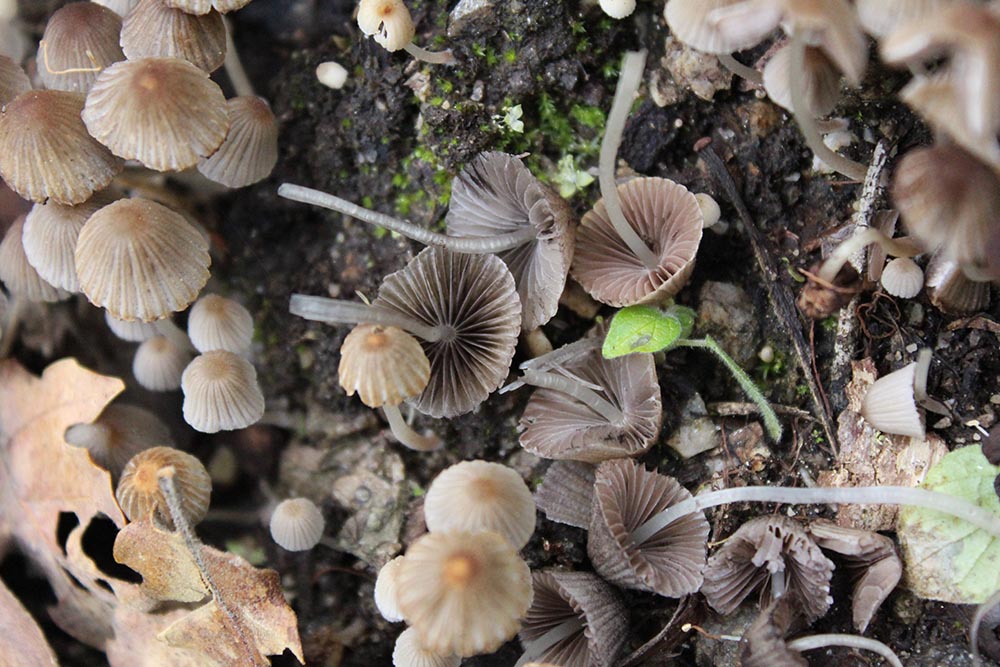 Foto 02 Coprinellus disseminatus