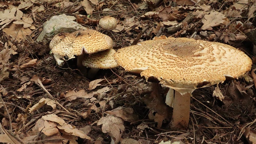 Foto 03 Agaricus augustus