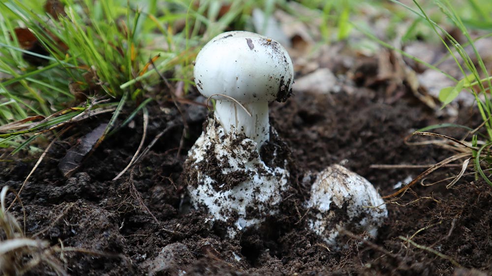 Foto 03 Amanita verna Angelo Miceli