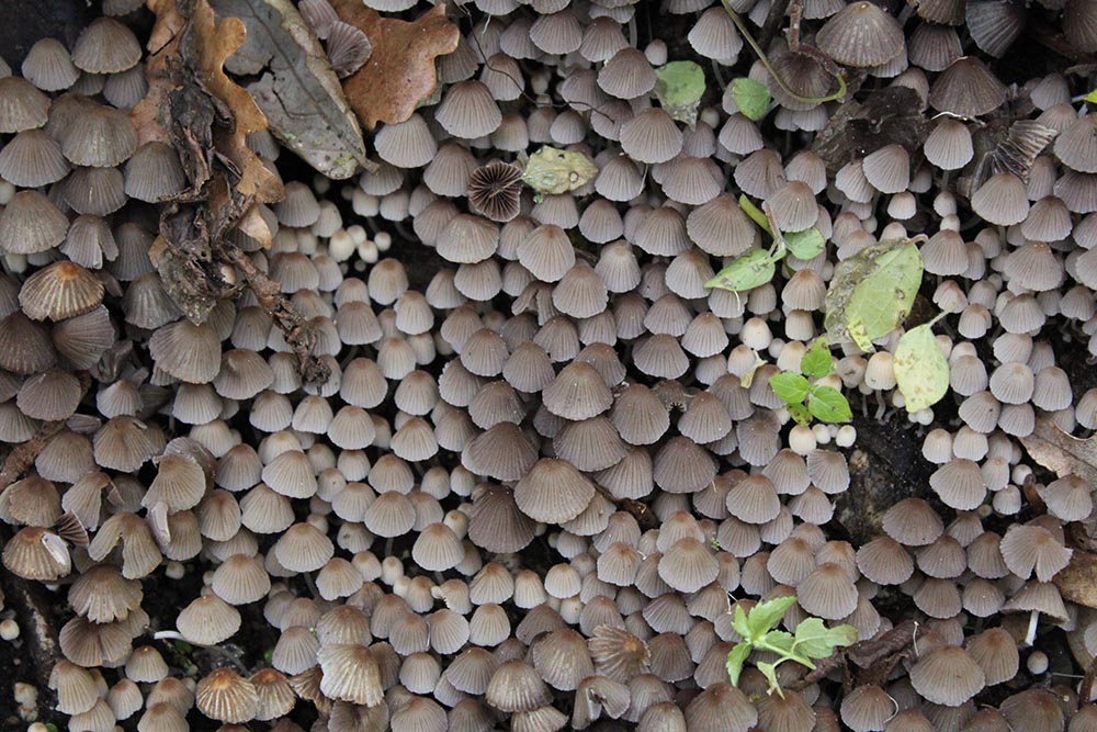 Foto 03 Coprinellus disseminatus