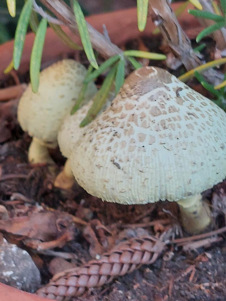 Foto 03 Leucoprinus frlos sulphuris