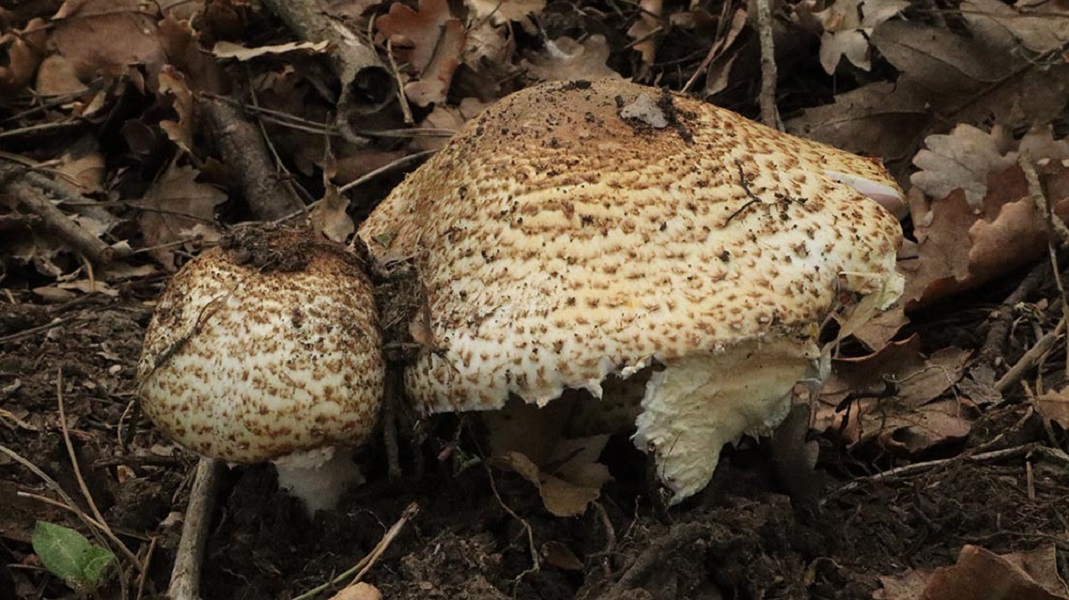 Foto 04 Agaricus augustus