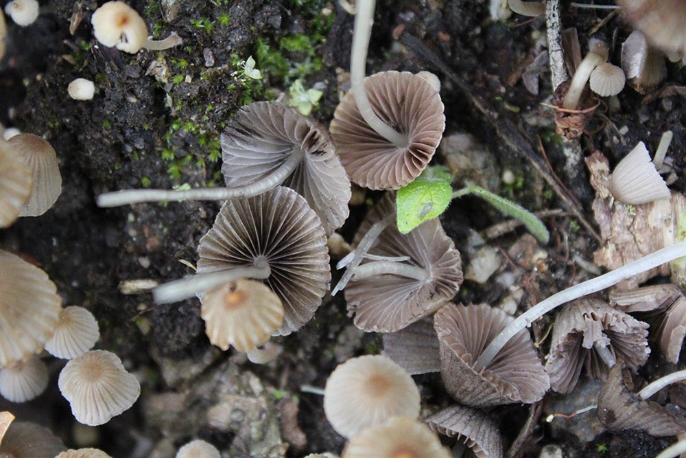 Foto 04 Coprinellus disseminatus