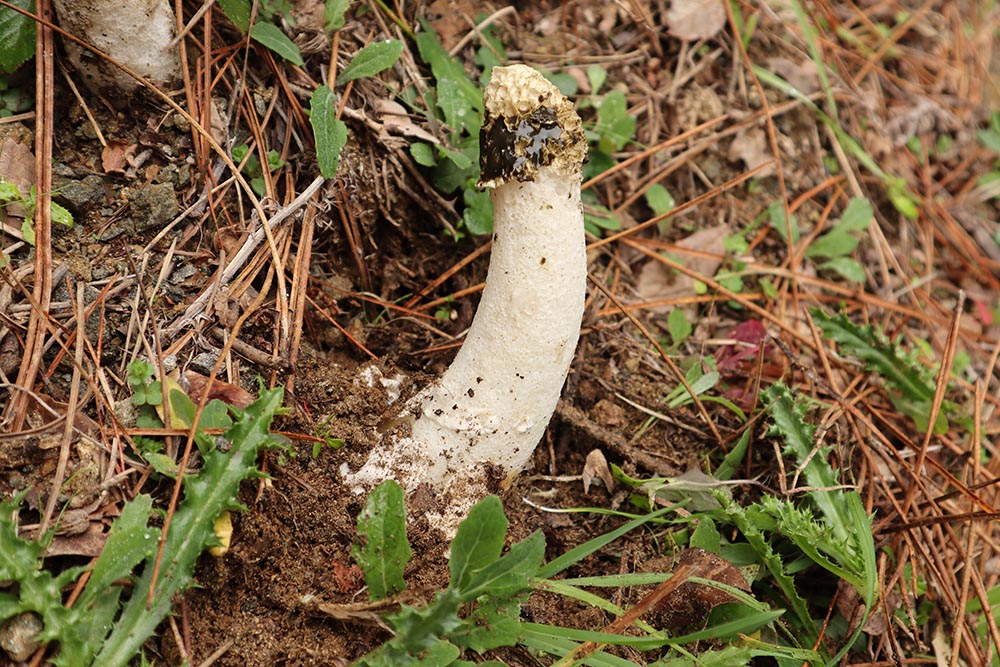 Foto 04 Phallus impudicus