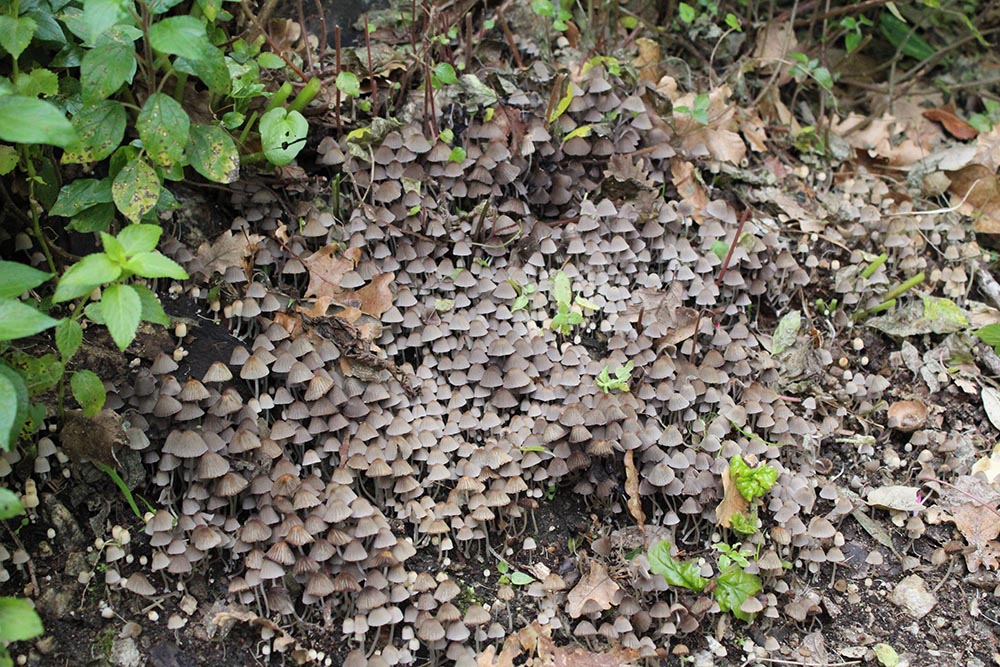 Foto 05 Coprinellus disseminatus