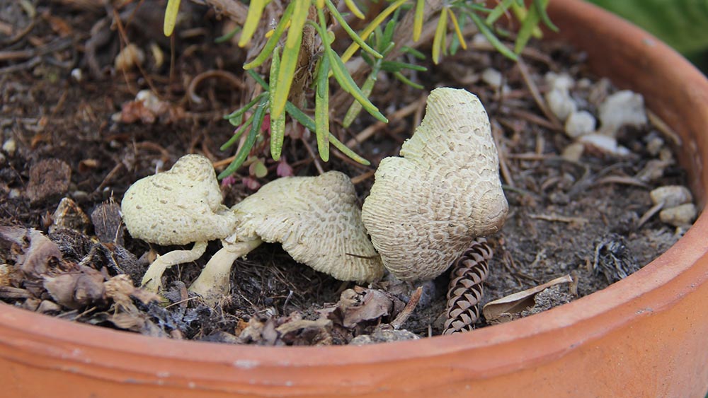 Foto 05 Leucocoprinus flos sulphuris