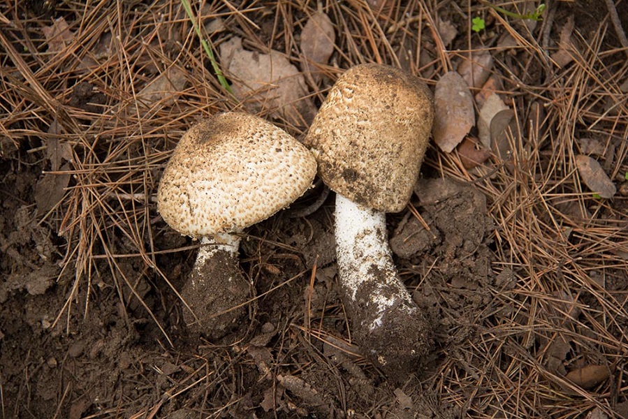 Foto 06 Agaricus augustus