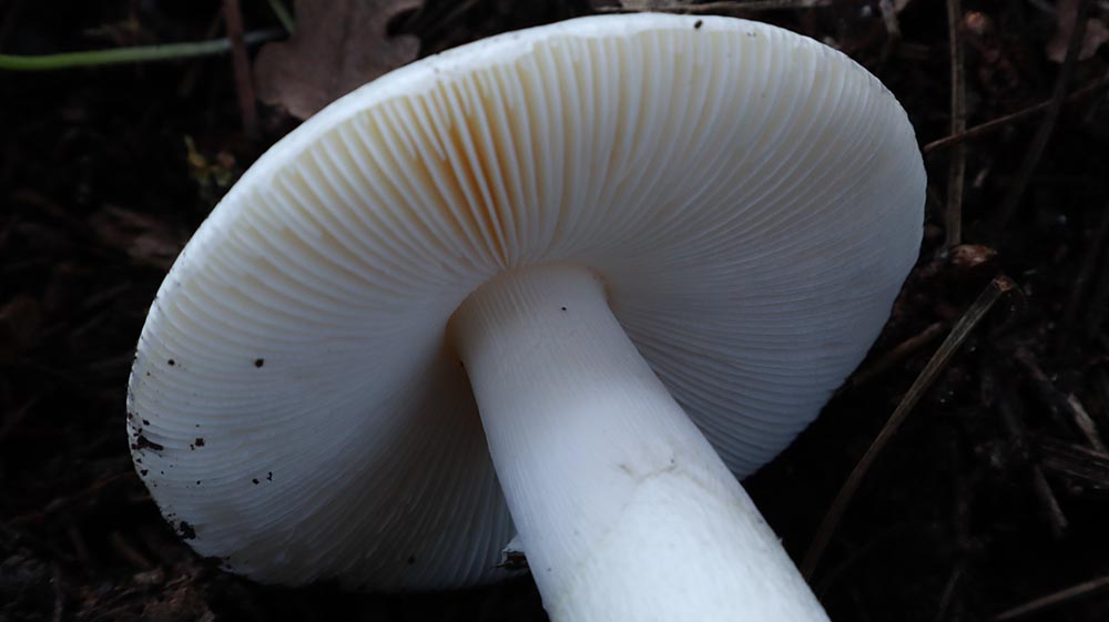 Foto 06 Amanita verna particolare delle lamelle