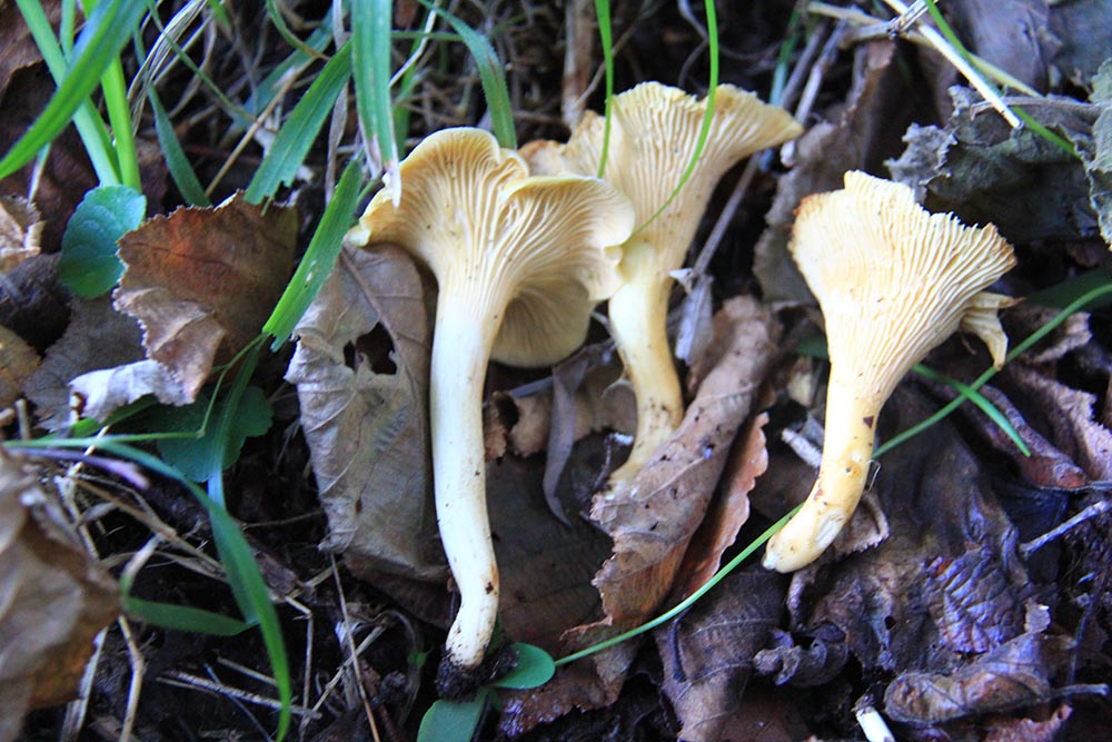 Foto 06 Cantharellus cibarius