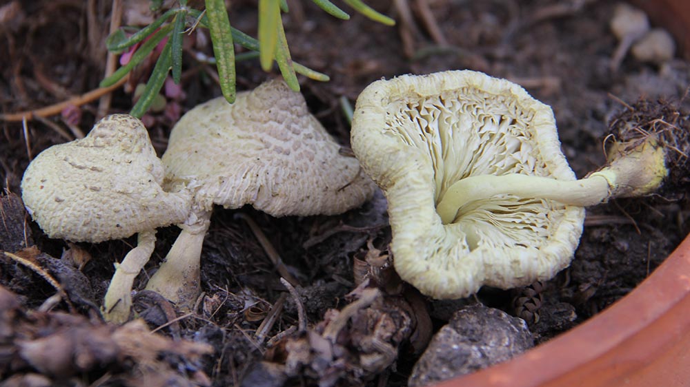 Foto 06 Leucocoprinus flos sulphuris