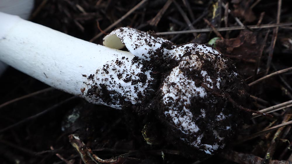 Foto 07 Amanita verna particolare della volva