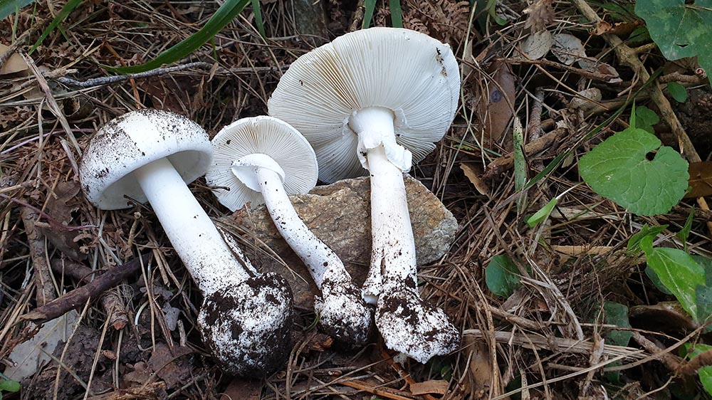 Foto 08 Amanita verna Carmelo Di Vincnezo