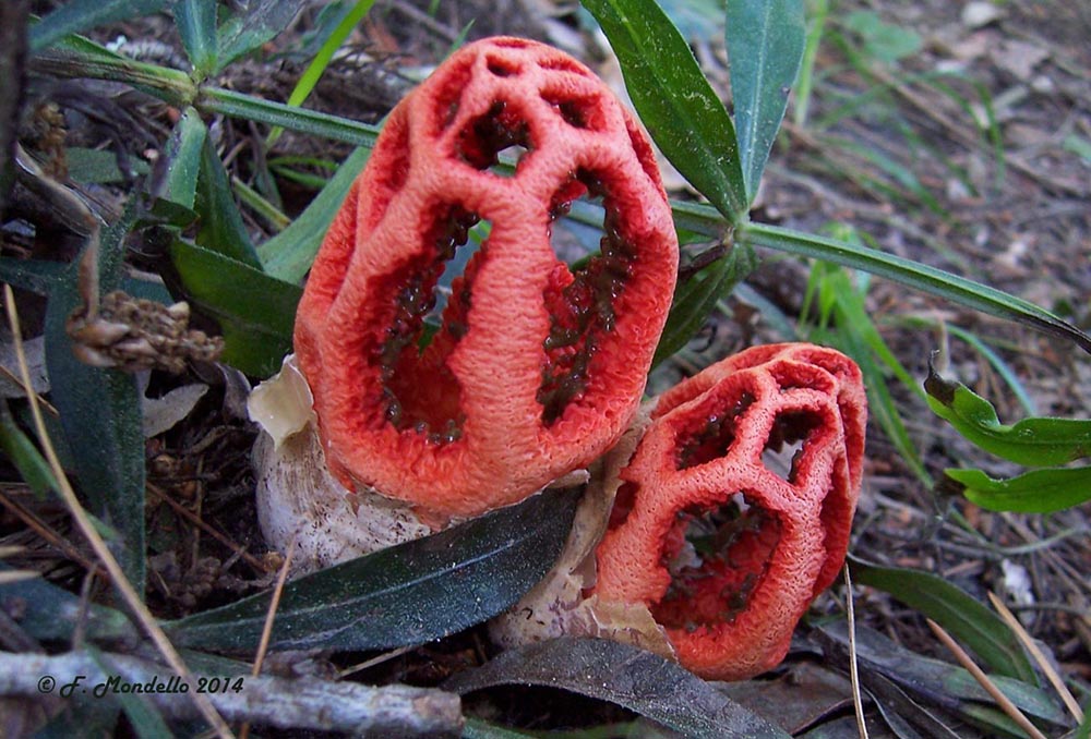 Foto 11 Clathrus ruber