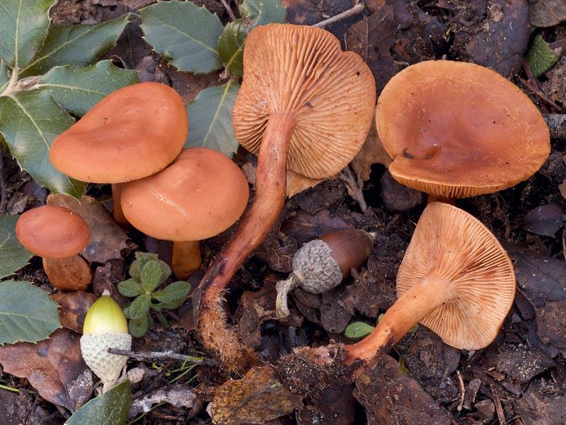 Lactarius atlanticus