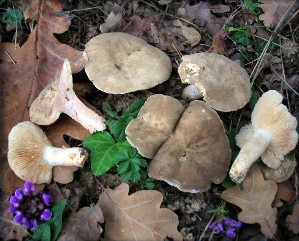 Lactarius azonites Foto di M. Biraghi