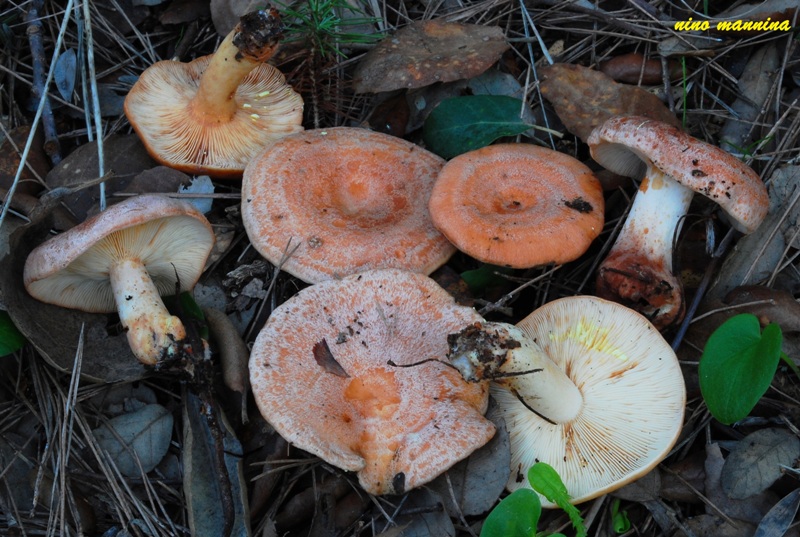 Lactarius chrysorrheusr