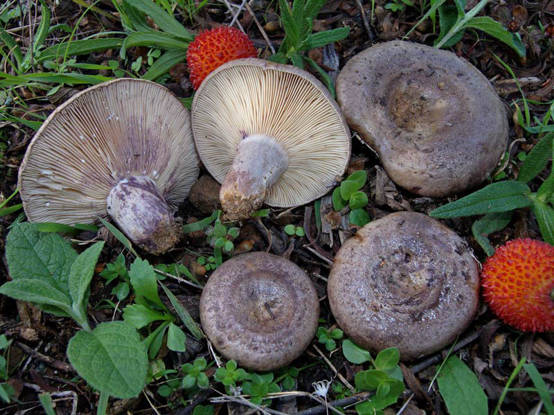 Lactarius cistophilus