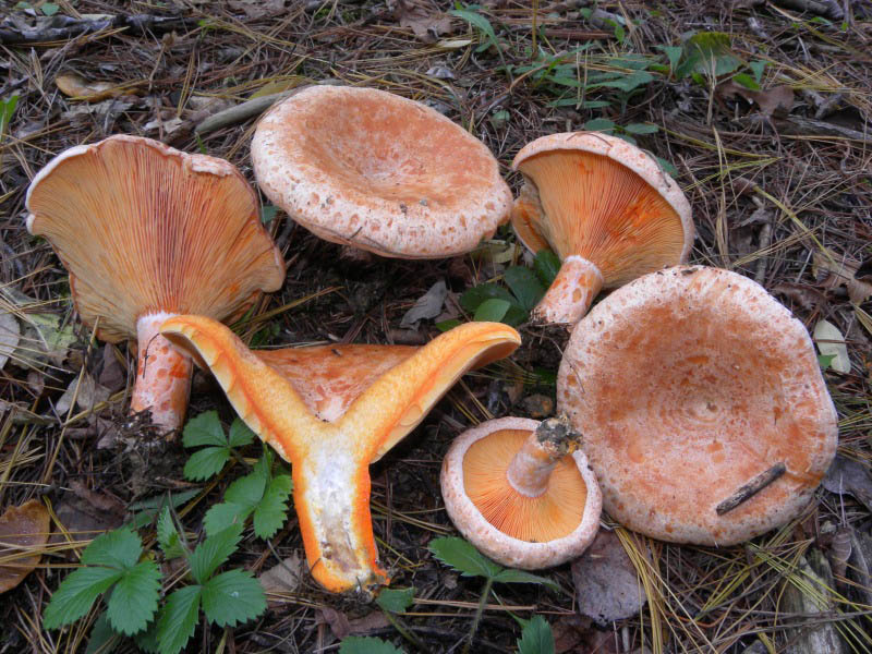 Lactarius deliciosus