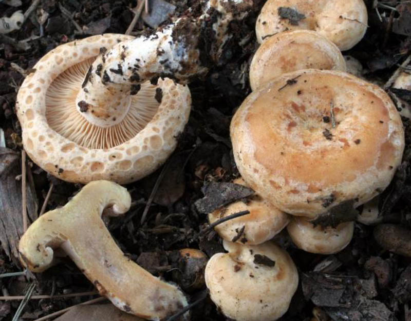 Lactarius mediterraneensism