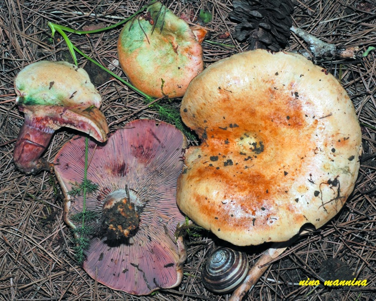 Lactarius sanguifluus var. violaceusr