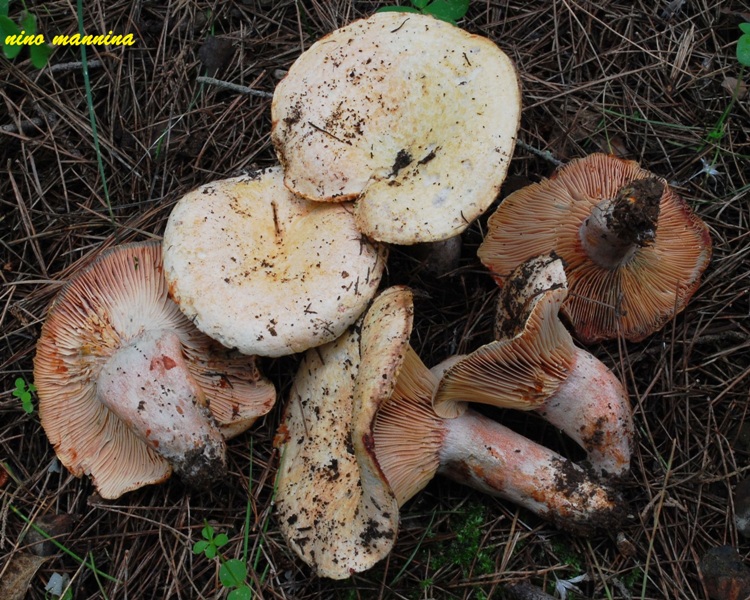 Lactarius sanguifluusr