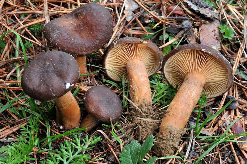 Lactarius subumbonatus