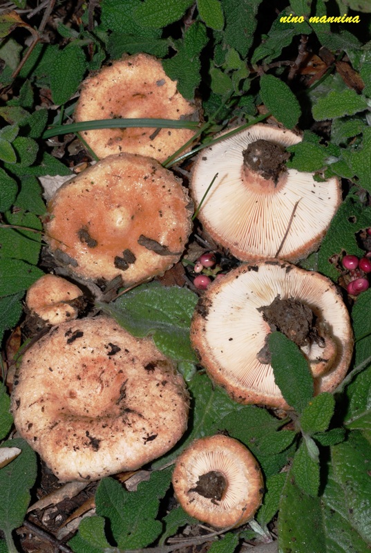 Lactarius tesquorumr