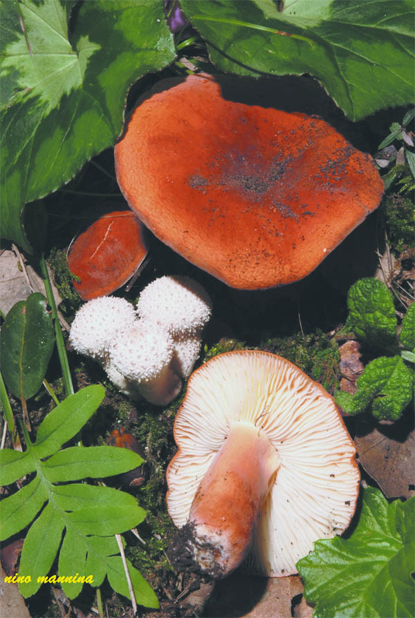 Lactifluus rugatusr