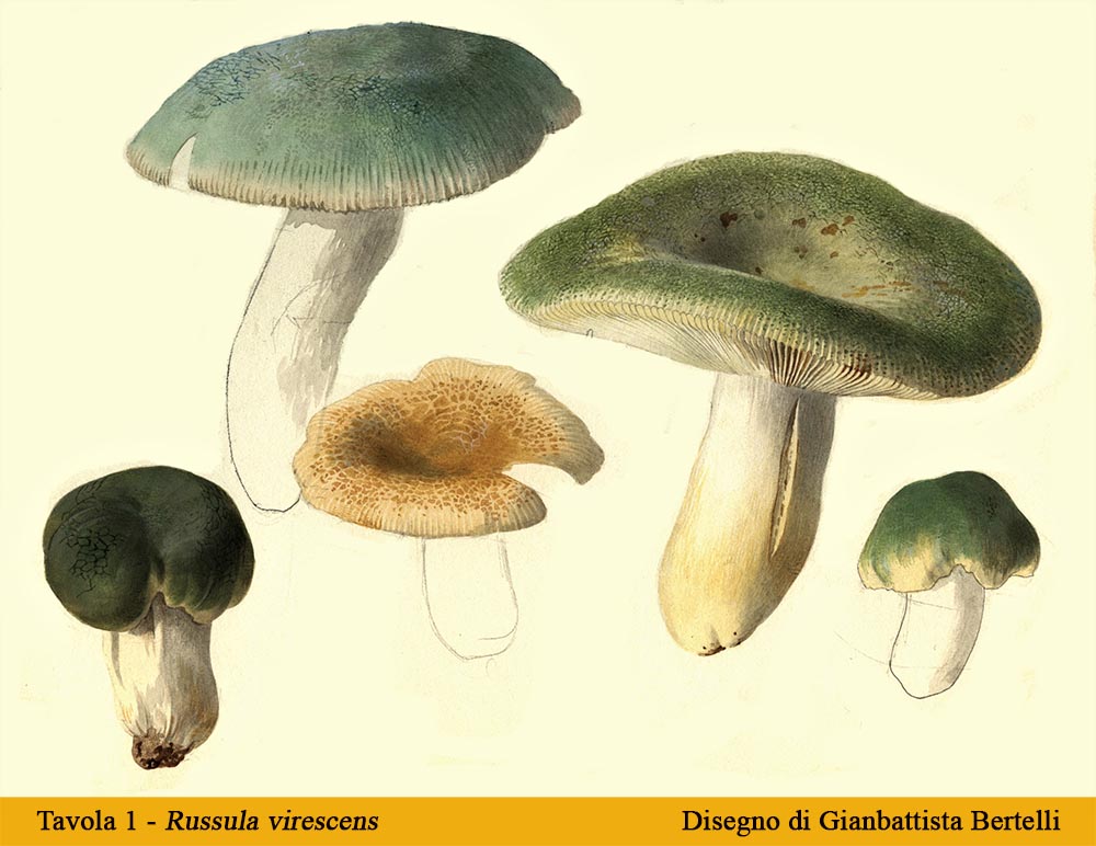 Tavola 1 Russula virescens