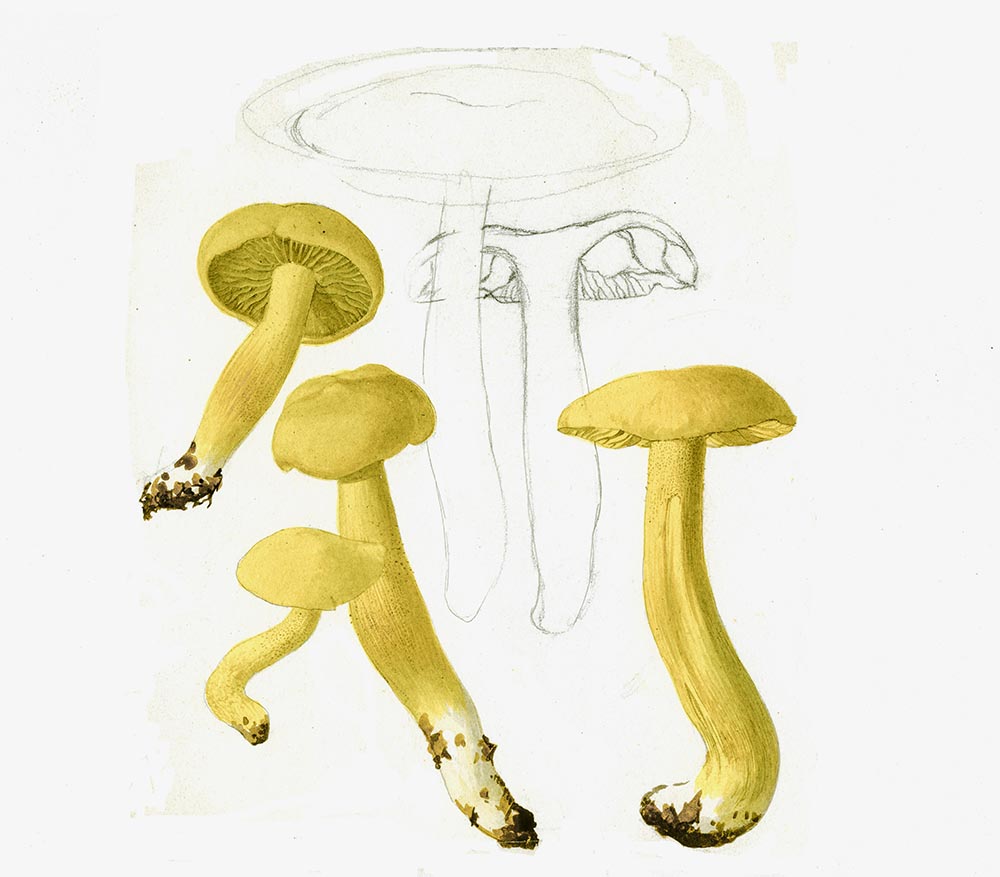 Tavola I Tricholoma sulphureum