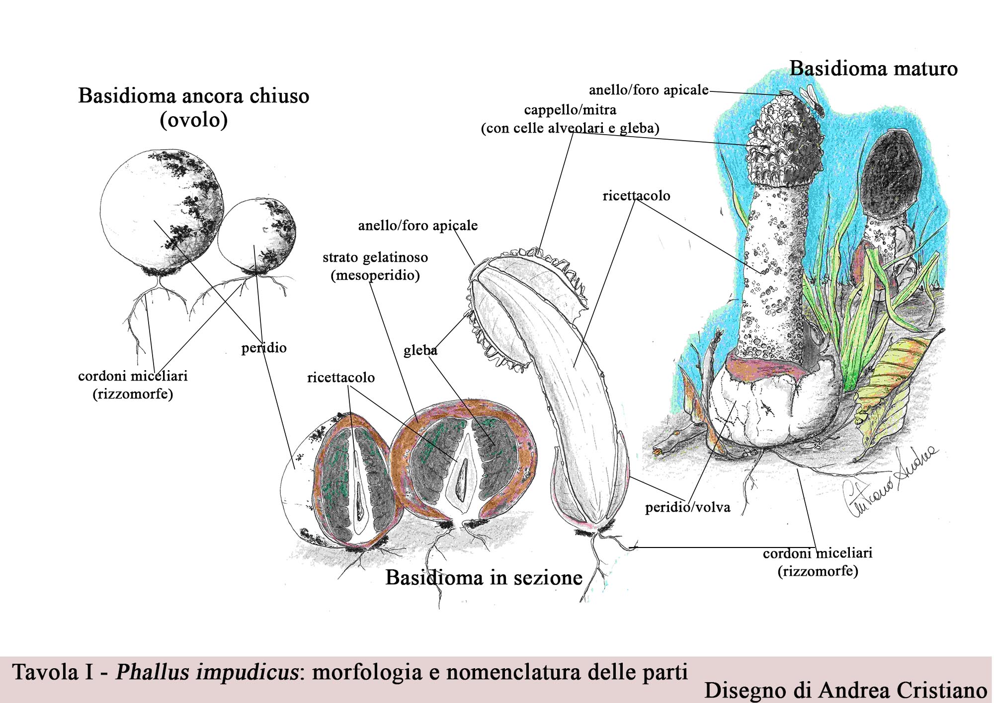 Tavola I Phallus impudicus