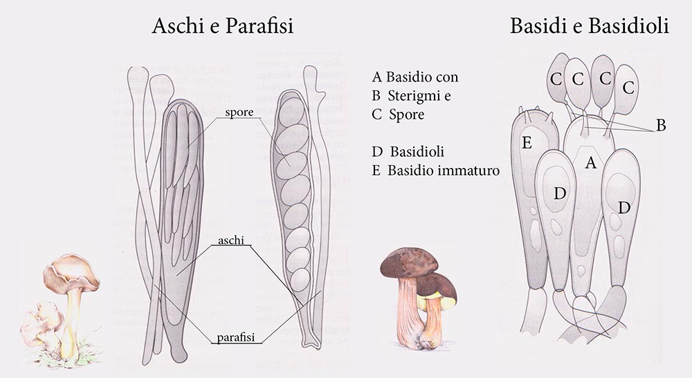 Tavola n. 1 Aschi e Basidi Ridotta