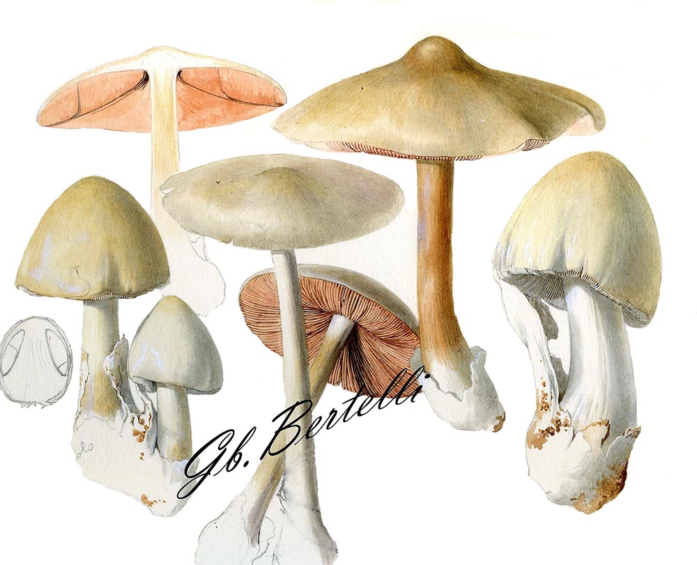 Volvopluteus gloiocephalus Disegno Gianbattista Bertelli