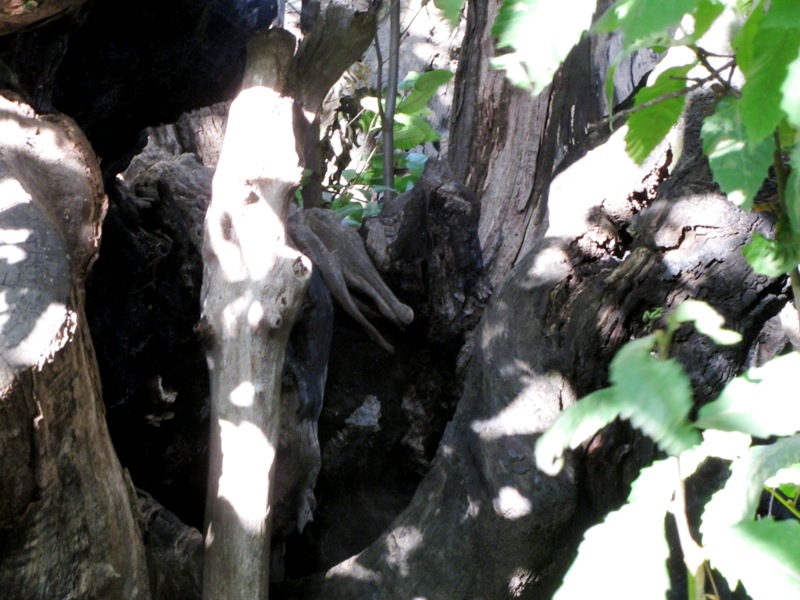 IMG 7596r