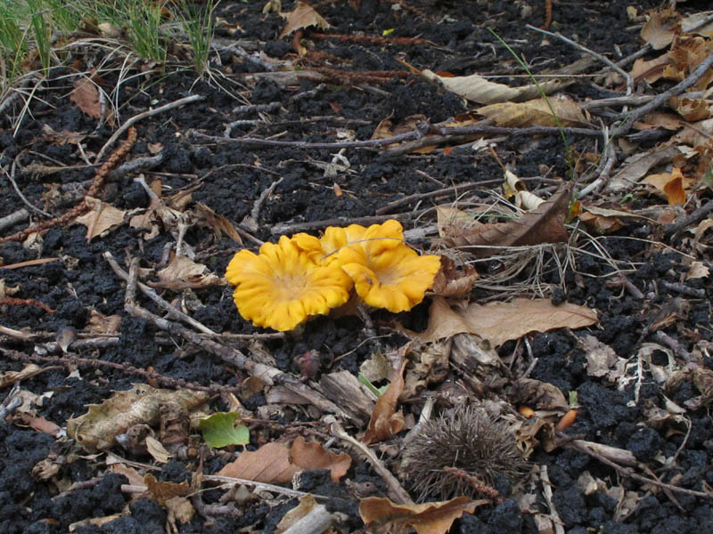 IMG 7604r